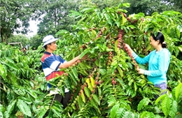 Tài nguyên đất Tây Nguyên ngày càng thoái hoá nghiêm trọng